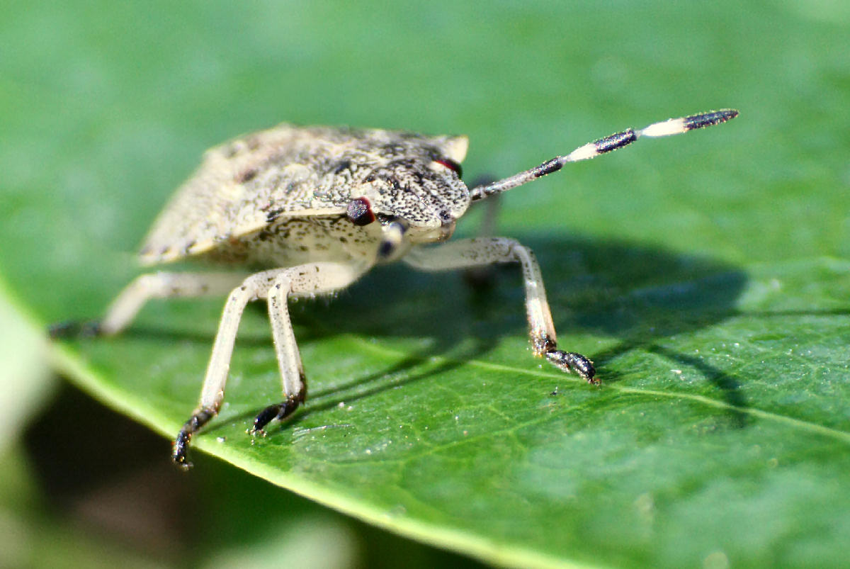 Pentatomidae: neanide di Rhaphigaster nebulosa di Lombardia